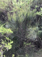 Allocasuarina media
