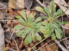 Stylidium planirosula