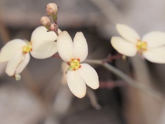 Stylidium planirosula