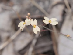 Stylidium planirosula