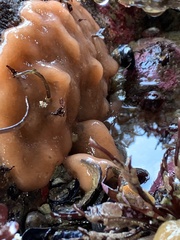 Aplidium californicum