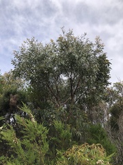 Eucalyptus willisii