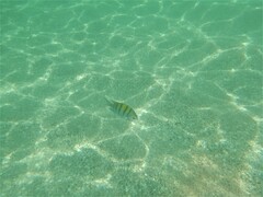 Abudefduf troschelii