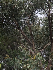 Eucalyptus willisii