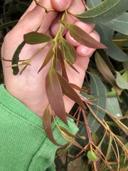 Eucalyptus willisii