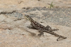 Agama dodomae