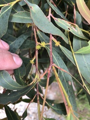 Eucalyptus willisii
