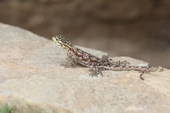 Agama dodomae
