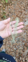 Usnea trichodea