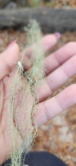 Usnea trichodea