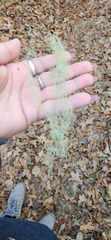 Usnea trichodea