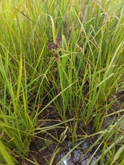 Cyperus nitidus