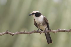 Eurocephalus ruppelli