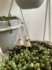 Leucocoprinus ianthinus