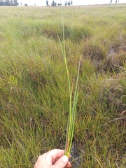 Juncus punctorius