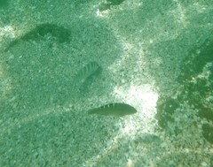 Halichoeres notospilus