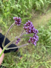 Verbena