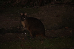 Thylogale billardierii