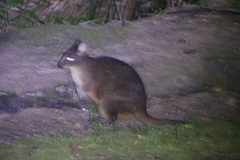 Thylogale billardierii