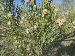 Baccharis sergiloides