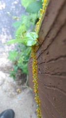Aphis nerii
