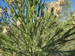 Baccharis sergiloides