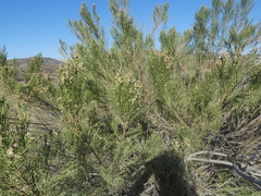 Baccharis sergiloides