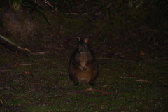 Thylogale billardierii