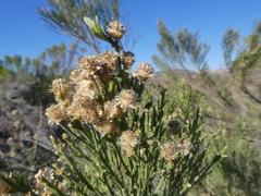 Baccharis sergiloides