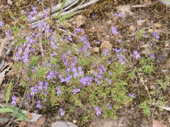 Stylidium pritzelianum