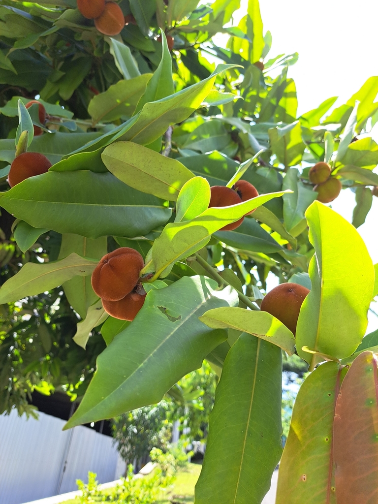 velvet-persimmon-from-jebres-kec-jebres-kota-surakarta-jawa-tengah