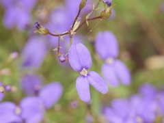 Stylidium pritzelianum