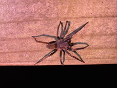 Uliodon