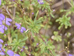 Stylidium pritzelianum