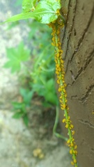 Aphis nerii