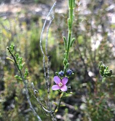 Cyanothamnus coerulescens