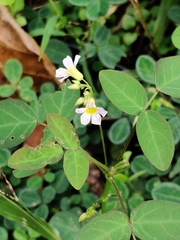 Oxalis barrelieri