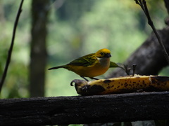 Tangara icterocephala