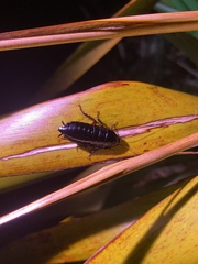 Maoriblatta