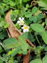 Oxalis barrelieri