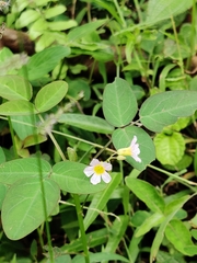 Oxalis barrelieri