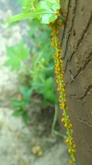 Aphis nerii