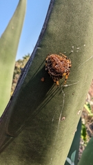 Neoscona orizabensis