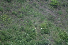Paeonia lactiflora