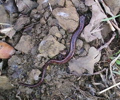 Batrachoseps gavilanensis