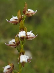 Prasophyllum brevilabre