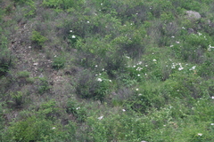 Paeonia lactiflora