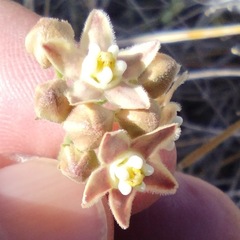Funastrum hirtellum