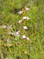 Prasophyllum brevilabre