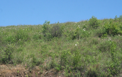 Paeonia lactiflora